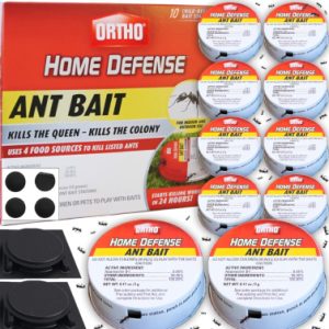 Ant Traps Indoor