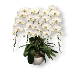 5in1 Cas Phal White