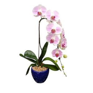 1in1 Minghsin Harmony