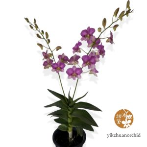 Pot Dend Candy Stripe