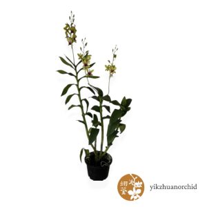 Pot Dend Changi Airport