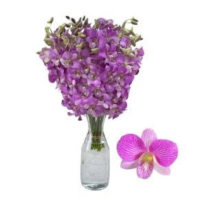 Cut Dend Candy Sweet