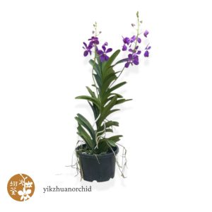Pot Mokara Blue