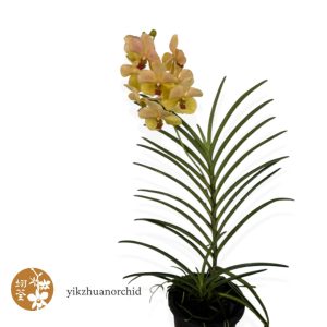 Pot Vanda Yellow