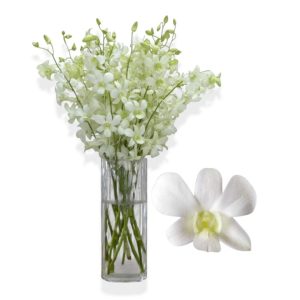 Cut Dend Shavin White