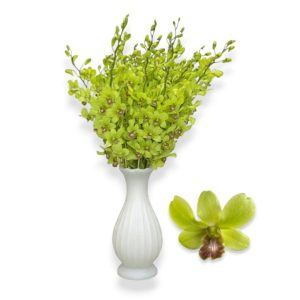 Cut Dendrobium Burana Jade